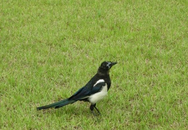 この鳥、王宮内のいたるところで目にします。調べてみるとカササギでした。韓国の国鳥なのだそうです。