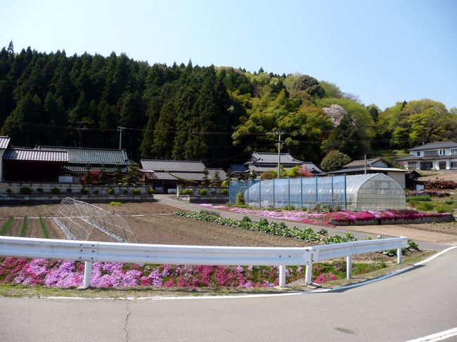 お向かいの農家。<br />見てください！芝桜のみごとなこと！<br /><br />こういう心遣いがすばらしいです。<br />やはり神社のおそばに住まわれている人というのは<br />選ばれてここにいるのかもしれませんね。