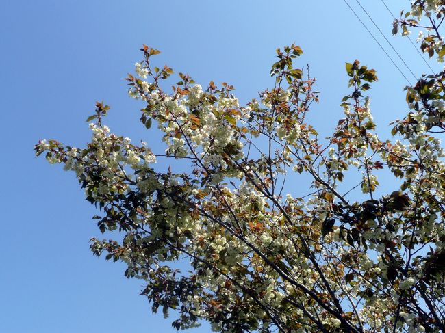 ウコンザクラが咲いていました。