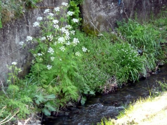 神社境内を通って流れる小川に