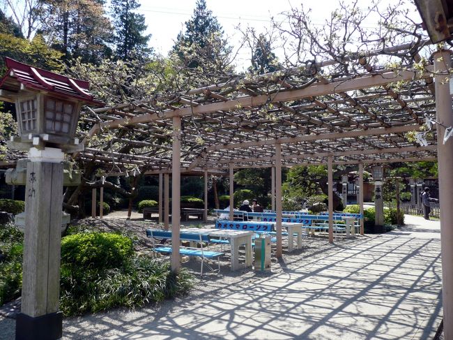 まず鳥居をくぐると、藤棚。<br />まだまだです。<br />この藤棚も有名です。