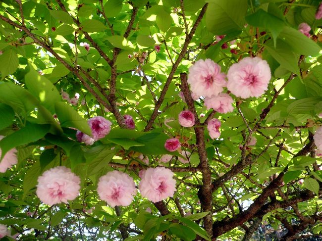 まるでイングリッシュローズのような八重桜