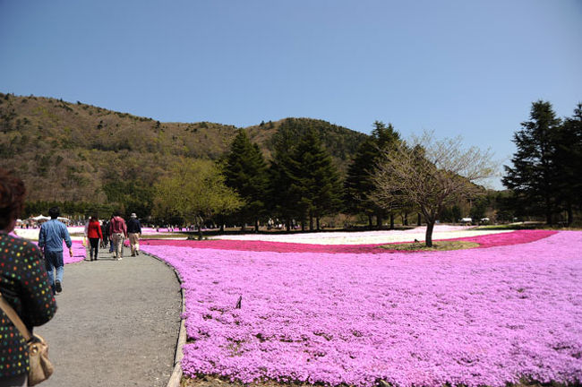 芝桜が見えました。