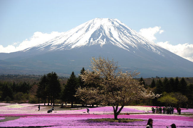 富士山と芝桜です。<br />園内からはほとんどの場所から富士山が見えます。