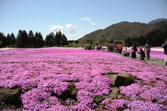 竜神池に近いこの場所にはカメラマンが集中します。<br />富士山、竜神池と芝桜。一緒に撮るのは↑の展望台とここが一番の撮影場所かな。