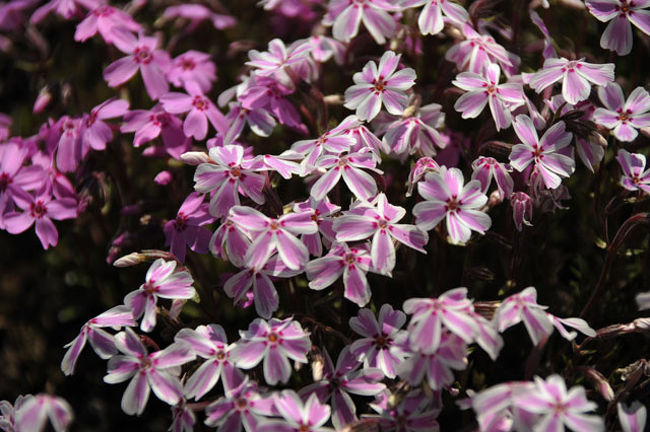 芝桜のアップです。