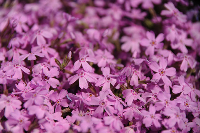 こちらもアップで。<br />芝桜は、５種類あるようです。