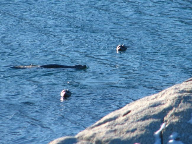 ジュノーへ行くフェリーを待っていたら、ムーア波止場で彼らが見送りに来てくれました。