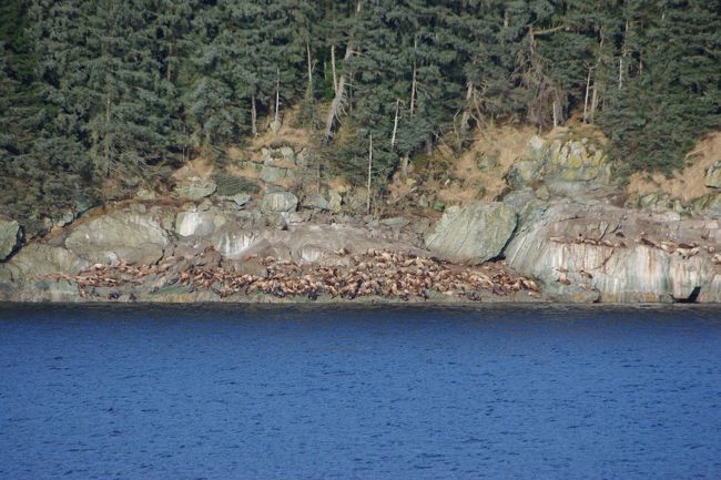 カメラが趣味という船員さんのお勧めスポット。<br />遠くにトドの大群が見えました。<br />でも私のレンズじゃ米粒にしか見えない・・・。