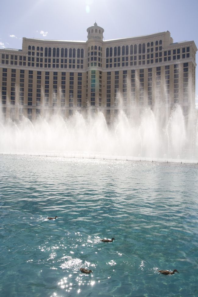 チェックイン後に、猛ダッシュでBellagioへ。<br /><br />噴水ショウをハイビジョンで撮影するために来ましたから。<br /><br />……しかし、ここで注意！<br />PALAZZOでは、荷物をボーイに預けない方がよいです。<br />部屋に荷物が届くは、かなり時間がたちます。<br />実際1時間から2時間ほど。<br /><br />ビデオカメラは荷物の中だったので……（涙）。<br /><br />そんなわけで、普通に鑑賞。<br />しかし、良いショットが。<br />題名「カモと噴水とBellagio」