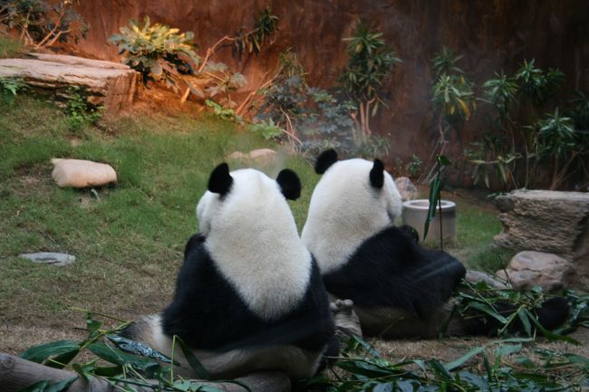 海洋公園のパンダ。むちゃくちゃ愛らしい。