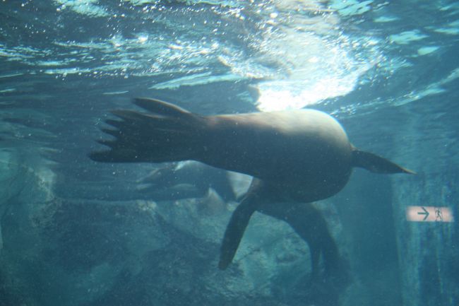アシカが沢山いました。餌付けもできます。