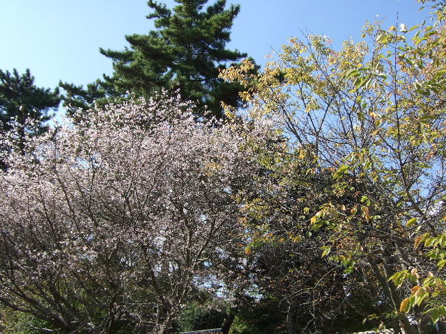 秋の花と並んでいて面白い