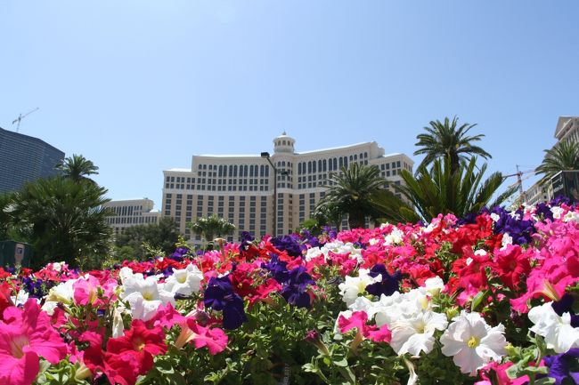 そんなわけで、部屋に戻って、一休み。<br /><br />テーピングで足を補強。<br />テーピングのテープは、ラスベガスでは必需品です。<br /><br />足にできた豆の痛さが和らぎ、<br />歩きやすくなりましたよー♪