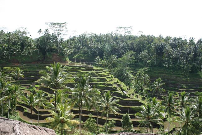 恒例のライステラス稲穂がついているときがとても美しいんです。まだ、植えたばかりかな？