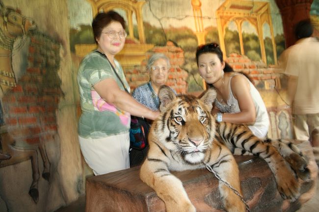 ベンガルトラと記念撮影♪デカ。一才の♂ベンガルトラ君でした。祖母は食いつかれないかとビクビクしながら触っていたようですが、私は堂々と乗っかってパシャ