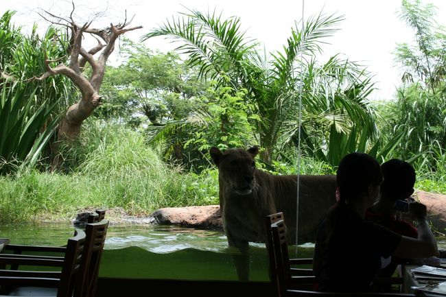 サファリ内のライオンレストラン。ライオンがすぐ目の前！！お子さんにはたまらないですねー。