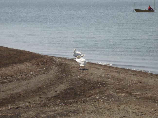 山中湖は、白鳥がいるんですねぇ〜結構たくさんいるのでびっくり！近づいても逃げないし。