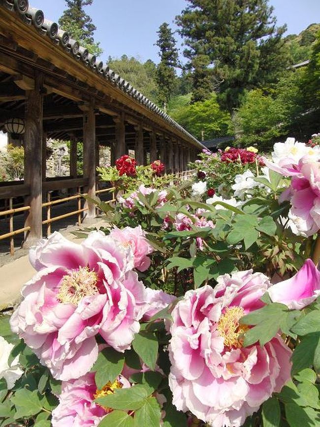長谷寺 ぼたん祭り 奈良県の旅行記 ブログ By Kc67さん フォートラベル 長谷寺 ぼたん祭り 奈良県の旅行記 ブログ By Kc67さん フォートラベル