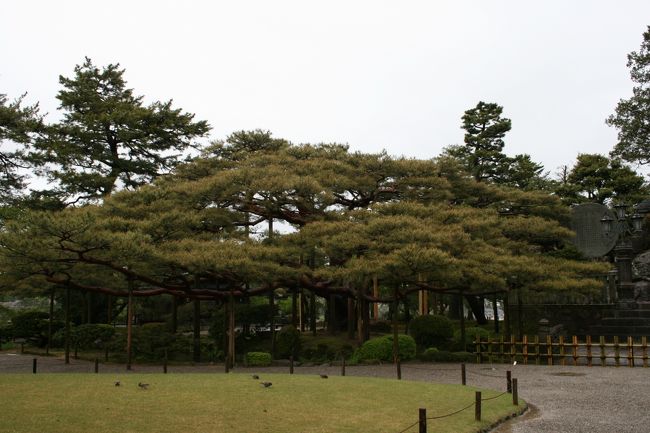 金沢兼六園　生憎の雨でした。広い園内には沢山の樹木や草花が植えられ、絶妙なバランスで調和していました。中国系の団体さんが多かったです。