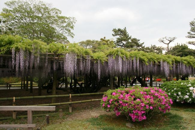 平等院の藤棚、盛りでした