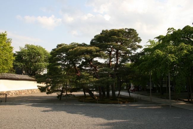 醍醐寺の松と桜　桜が咲く時期は綺麗なんでしょうね〜。