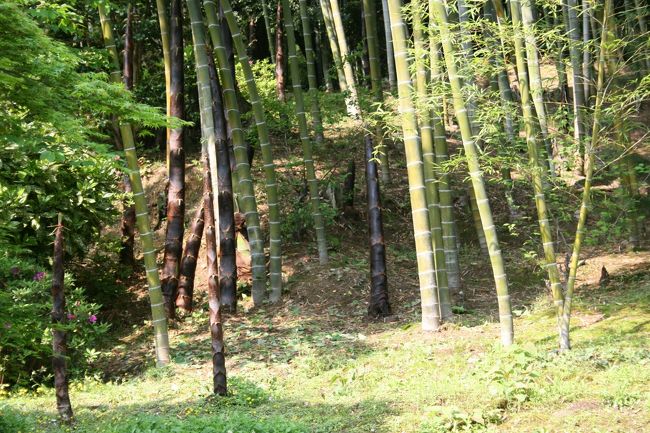 天龍寺の竹林の竹の子。すごい勢いです。