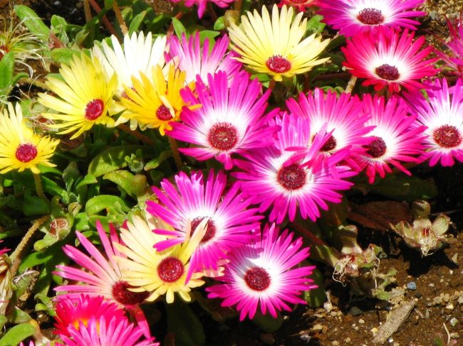 清水公園・花ファンタジアを訪ねて ☆4月28日の花模様は多彩に