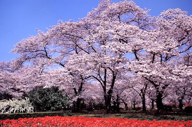 京都府立植物園