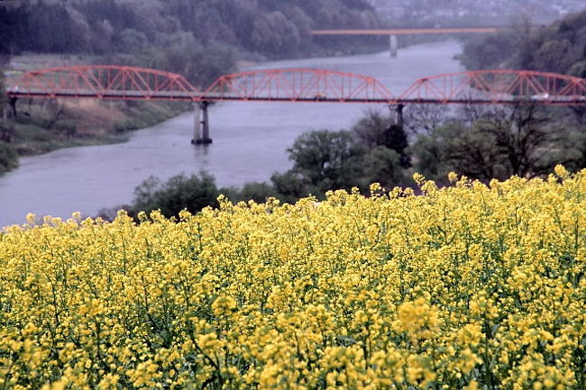 飯山菜の花公園