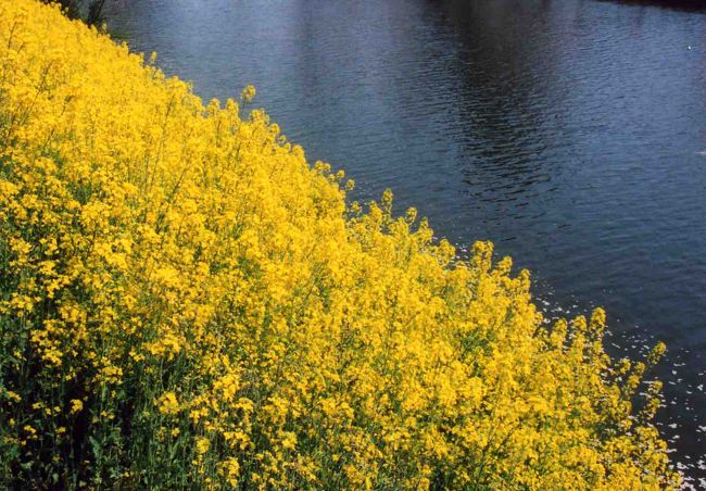 高田公園には菜の花も咲いています。