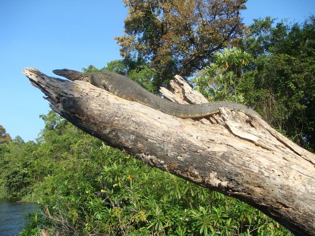 こんなオオトカゲも間近で見ることが出来ます。