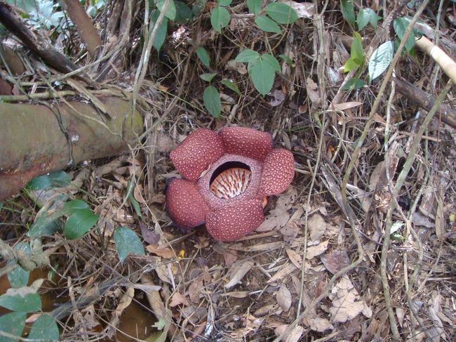 ラフレシア！<br />でかいですね・・・<br />その他の写真は、PART2にてアップします。