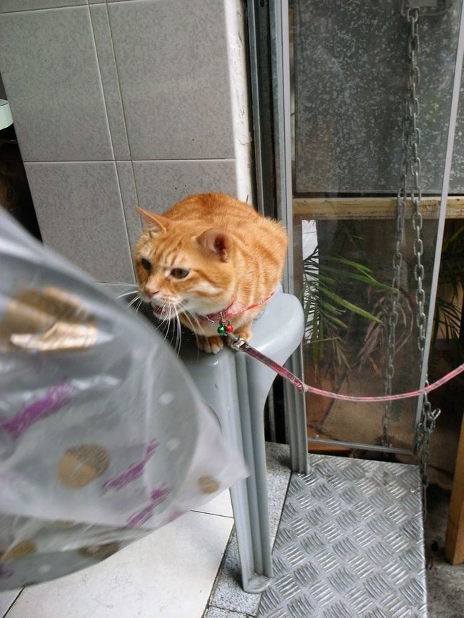 ｢科記｣の看板猫ちゃん。<br /><br />お客さんはひっきりなしに来るのに、<br />じーっと丸まって賢くしてました。