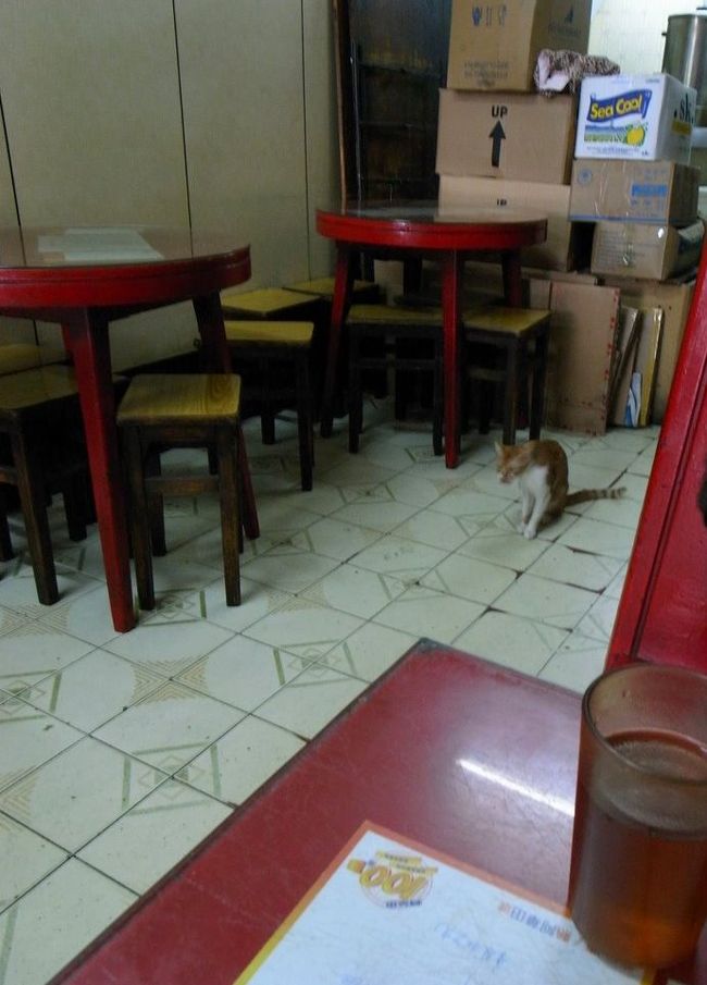 今日は、猫がいた！<br /><br />前はいなかったのになぁ。<br /><br />海安の猫は、紐でつながれてないけど、<br />レジにいるおじいさんのところか、<br />奥のキッチンのおじいさんのところしか行かない。<br /><br />お店の外は交通量も多いし、危ないって、<br />猫ちゃんはちゃんと知ってるみたい。