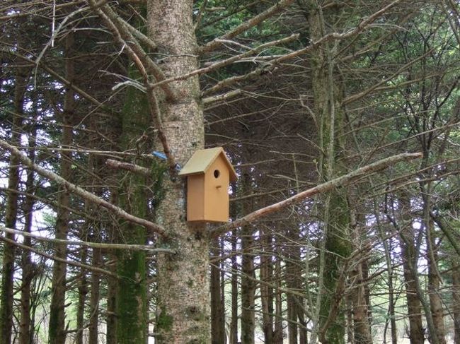巣箱があちこちにありました。<br /><br />うぐいすも鳴いてました。