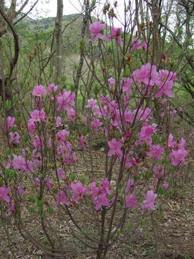 第一入園口から芝桜の会場までミツバツツジの小道を歩きます。<br />4月下旬〜5月上旬とパンフには書いてありまたが、ポツン、ポツンとちょっと淋しい感じに植わってるので微妙でした^^;