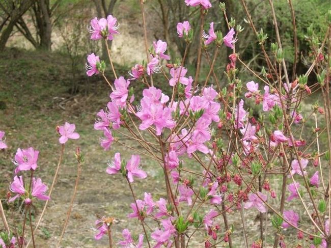 ミツバツツジの小道<br /><br />ミツバツツジはツツジ科ツツジ属の落葉低木。<br />枝先に三枚の葉がつくことからこの名がついた。