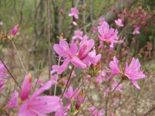 ミツバツツジの小道<br /><br />