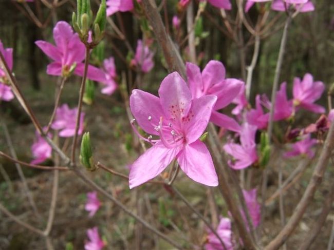 ミツバツツジの小道<br /><br />他のミツバツツジ類の多くは雄しべが10本なのに対し、本種は5本であることが大きな特徴。<br /><br />さて、何本かな？？