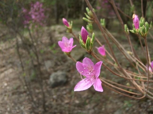 ミツバツツジの小道<br /><br />つぼみもかわいい♪