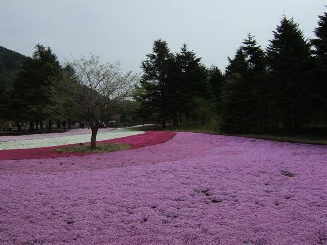 ジャーン<br />芝桜会場へ到着♪<br /><br />・スカーレットフレーム<br />・マックダニエルクッション<br />・オータムローズ<br />・多摩の流れ<br />・モンブラン<br />会場内はこの5種類の芝桜で構成されてます。