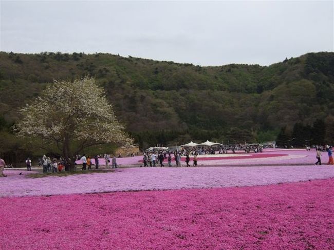 桜もちょっと咲き残ってました。