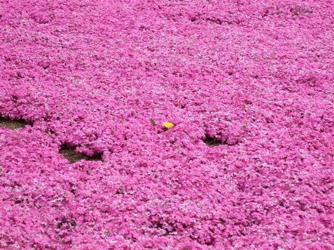 ピンクの中に黄色がポツンと。<br />たんぽぽ♪