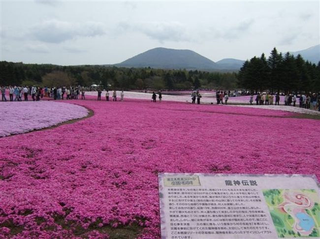 本栖湖の竜神伝説<br />かつて本栖湖に棲んだ竜がお山の噴火を報せ、村人を救ったと言います。<br />本栖という名は元の巣。。。避難していた村人が元の場所へ戻れたことに由来するのだそうです。<br /><br /><br />という事で（？）会場の芝桜の模様は巨大な竜を形どっているそうです。