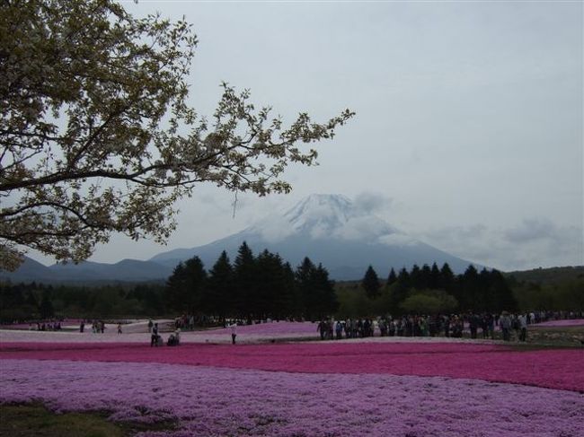 「富士山」と「桜」と「芝桜」