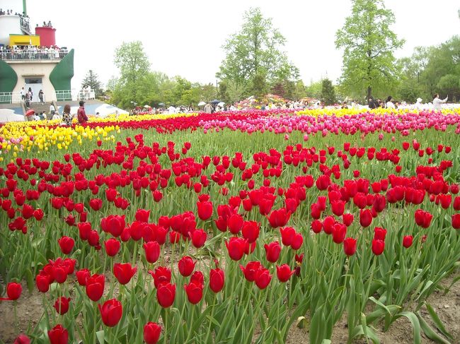 天気はいまいちだけどそれにも負けず色とりどりのチューリップ！<br />