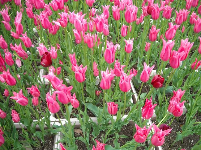 二回目の昨年はたどり着くまでの大渋滞&amp;会場の大渋滞に巻き込まれ、おまけに運悪くすごく暑くてヘトヘトになっていたせいもあり、感動もかなり薄れた記憶が。<br />