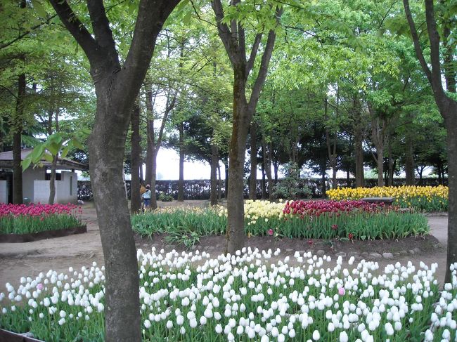 しばしチューリップの画像でお楽しみ下さい。