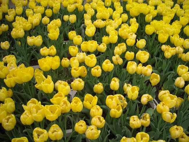 一面の黄色も良いものです。